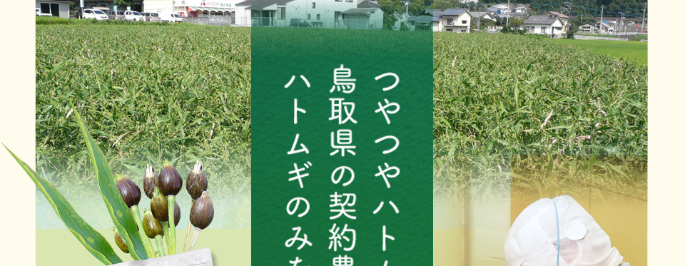 以前は…ポツポツパンパンで悩んでた私・・・そんなとき出会った「つやつやハトムギ茶麦茶」